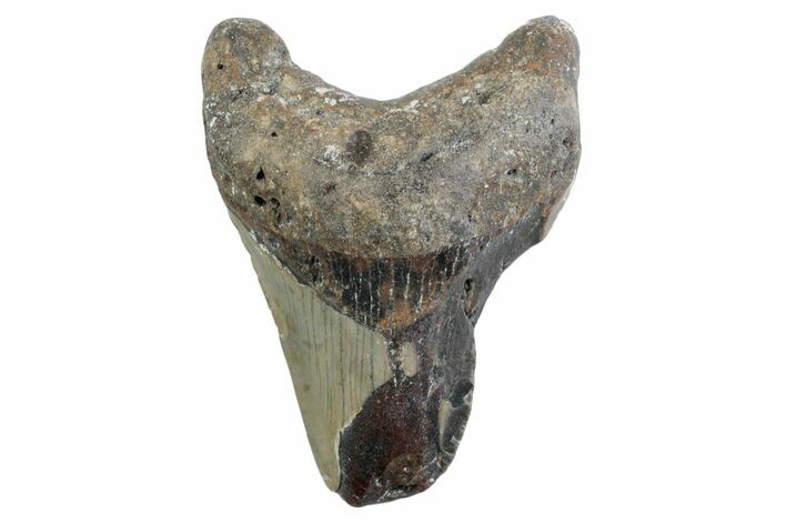 Partial, Fossil Megalodon Tooth - North Carolina #359100